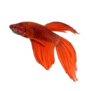 Akvaristika
