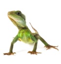 Teraristika