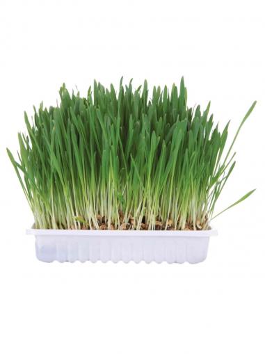 Trixie Tráva pro hlodavce v misce 100 g