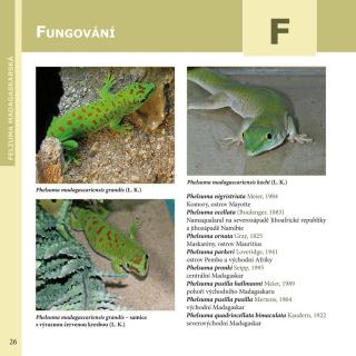 Robimaus Knížka Felzuma madagaskarská